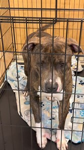 Stray Rescue of St. Louis is OVERFULL and we need YOUR HELP! We have so many dogs sadly living in crates. And we have more returns scheduled to come in. Dogs who have lived in their homes for years and years. Every dog is unique – just like your home and family! So let us help you find the perfect match. If you have never fostered before, that is ok! Fill out an app and sign up for one of our daily orientations: Strayrescue.org/Foster When you foster, we provide everything from a crate, toys, fo