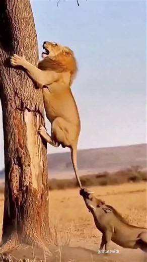 naturewiith_me on Instagram: "日本利用压电瓷砖将脚步转化为电能。这些瓷砖捕捉来自你脚步的动能。当你行走时,你的重量和动作会对瓷砖产生压力。瓷砖会轻微弯曲,从而产生机械应力。瓷砖内部的压电材料将这种应力转化为电能。每一步都会产生少量电荷,而数百万步结合在一起就能产生足够的电力来驱动 LED灯、数字显示屏和传感器。在像涩谷车站这样繁忙的地方,每天大约有240万个脚步为这一系统作出贡献。这些电能可以被储存或立即使用,从而减少对传统电力来源的依赖,并支持可持续的城市基础设施。这种方法将日常运动转化为实用的可再生能源 #日本 #知识 #事实 #你知道吗 #推荐科技 创新 历史 技术 实验 热门"