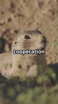 🐾 Prairie Dogs The Chatterboxes of the Animal Kingdom 🐾