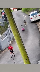 Here's me commentary on goats and wolves fighting back against hoomans 🎙 | Ozzy Man Reviews