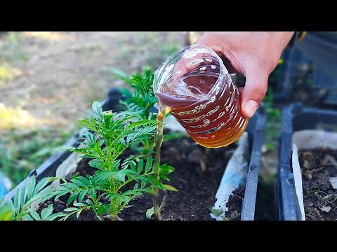 Turn Your Garden into a Paradise with This Liquid Fertilizer!