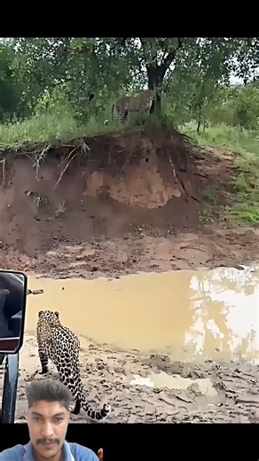 Leopard Leaps Up a Tree... Then the Fight Starts #trending #animals #leopard #ytshorts #wildlife
