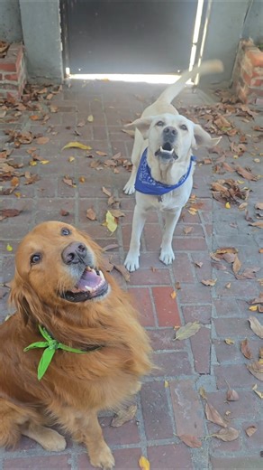 When I ask Shadow and Chance what they were barking at the other night. 🌙 #dogs
