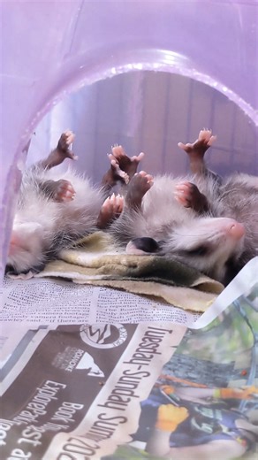 13K views · 837 reactions | Man, what a hard life for these...