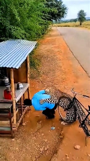 Wild Leopard vs Man – Shocking Roadside Moment😱