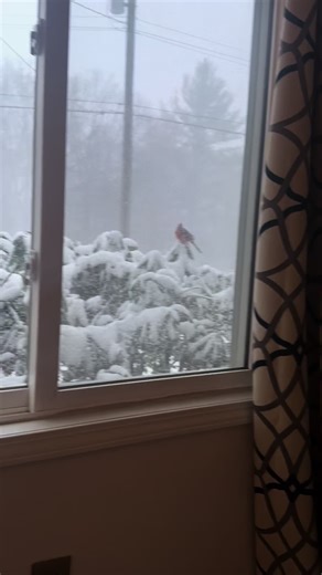 Beautiful Cardinal Sighting in Michigan Winter