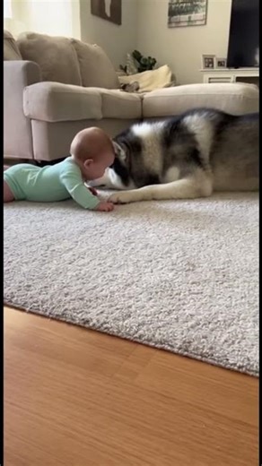 Baby Can't Stop Laughing at Husky's Funny "Growls" (HILARIOUS)