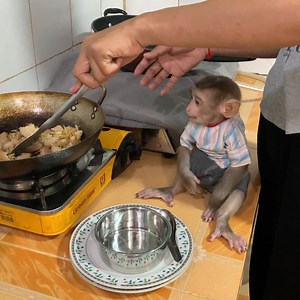289K views · 3.3K reactions | Adorable baby monkey help mom cooking food for eat dinner | The Freshly | Facebook