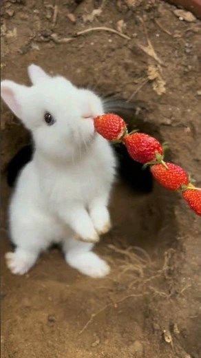 cartoons for kids peter rabbit full episode cartoon School Full Movie | Kids Animation #rabbit #kids