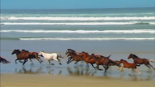 Windows 7 Wildlife Sample Video Nostalgia Late 2000s Early 2010s