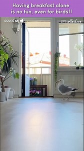 16M views · 37K reactions | That one neighbor who always knows when dessert is being served! 藍 | The Pet Collective | Facebook