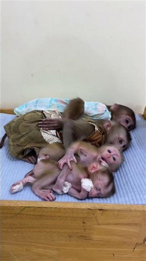 Newborn Baby Monkey Ronaldo&Selena Are Grow Up So Fast...