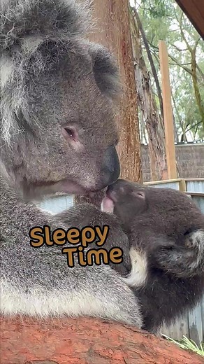 7.2K views · 45 reactions | Sleepy Time  | Gumbuya World | Facebook