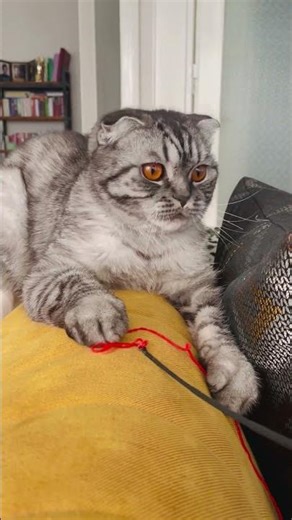 Cat Playing with Red String😀#animallover #wildanimal #cat #animalfunnyvideos #shortsvideostatus