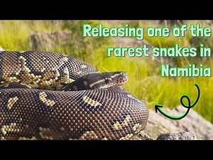 Releasing a rare Angolan dwarf python