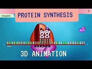 Protein synthesis (Translation) 3D