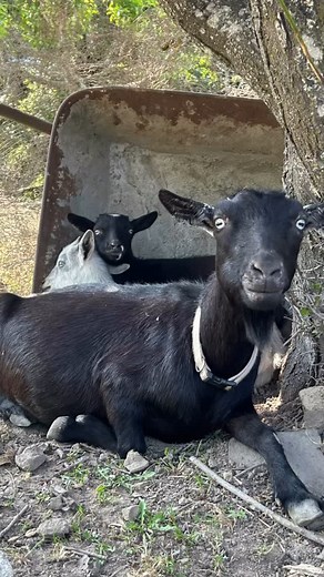 Blackberry and her baby berry goats (Marionberry and Biysenberry) are loving the sunshine in our orchard. ❤️ #goats #lyonranch #goatlove #goat #sustainability #sustanablefarming | Lyon Ranch