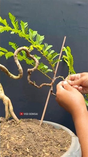 May You Be Beautiful When You Grow Up, Tamarind Tree