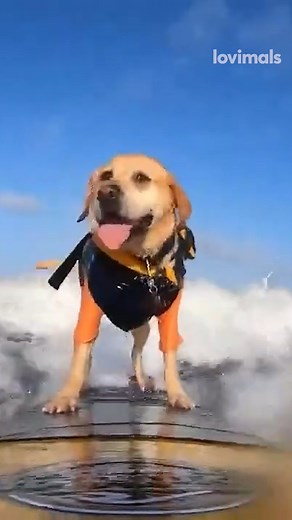 17K views · 204 reactions | Labrador earns nickname from surfing! 朗 | Lovimals | Facebook