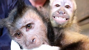 42K views · 3.7K reactions | Watch these cute capuchin monkeys take their morning baths!  What is your favorite part of the day? ❤️ | MonkeyBoo | Facebook