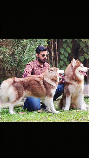 Dogs of Bangladesh by Petman BD #dogs #husky #gsd #pets #germanshepherd #petmanbd #bangladesh🇧🇩 #dhaka