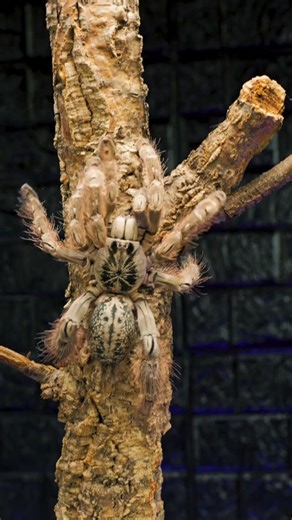 Tarantula Collective | Tarantula Care & Education on Instagram: "What tarantula species do YOU think needs ANGER MANAGEMENT? Heteroscodra maculata - Togo Starburst Baboon Tarantula #tarantula #spider #pettarantula #tarantulakeeper #pets #animals #petspider #nature"