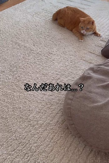 電動猫じゃらしボールで楽しい運動