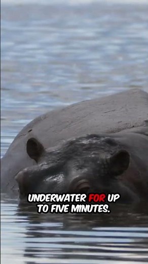 Things you need to know about Hippos