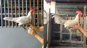 8.9K views · 177 reactions | Father and son Snow cuban Hennie line #followerseveryonehighlights #highlightseveryone #followerseveryone #everyonehighlights #QualityMaterials #everyone | Dano Gamefowl | Facebook