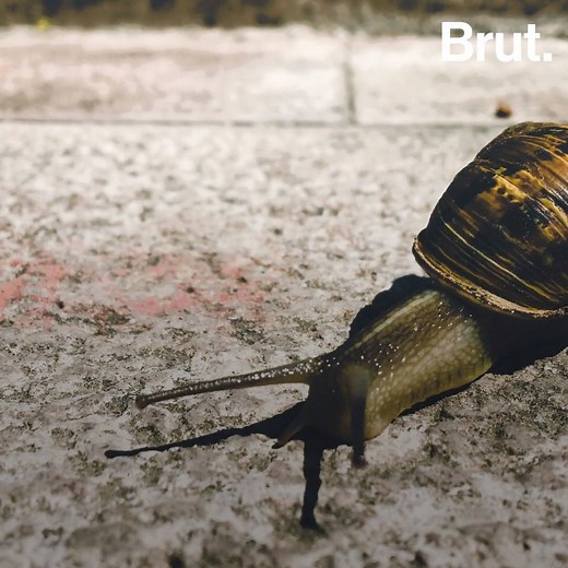 Trails of slime and love darts... This is how snails reproduce. 🐌 | Brut nature