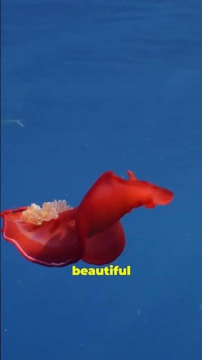 The Spanish Dancer: The Ocean's Most Graceful Performer!