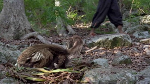 Scientists Figured Out Why The Dodo Went Extinct