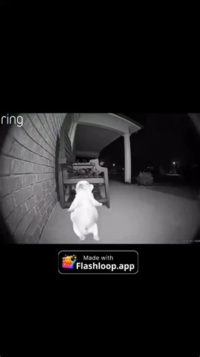 Daily Dose Of Sora 2 | Flashloop is an AI video generator that turns your ideas into cinematic clips in seconds 🎬🔥 Just type a prompt or upload an image, and it... | Instagram