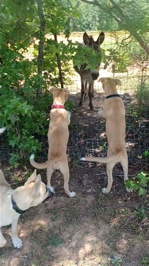 The three musketeers are available for adoption. #dogs #puppy #adoptionrocks #adoptone #adoptlove
