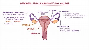 Video: Fallopian tube and uterus histology - Video Explanation! | Osmosis | Osmosis