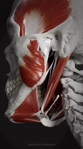 Muscles of Mastication #Dentistry #LearningTips #BitesnBraces #smile #medical #People #dentista #Tooth #Implant #Dental #dentist | Bites & Braces Dental