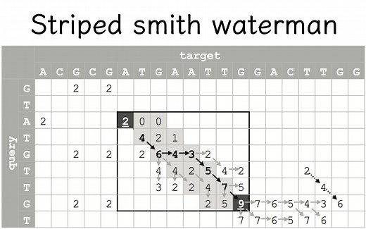 striped smith waterman 动态规划算法SIMD实现讲解