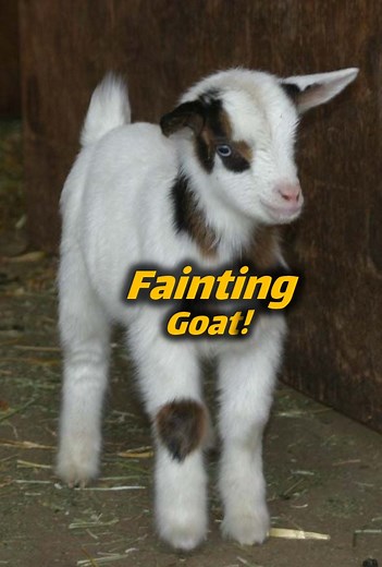 They collapse when startled—but they’re not unconscious. 🐐 Fainting goats have a rare muscle reflex, and they were actually bred this way by farmers as sacrificial decoys against predators. Nature meets strategy. #FaintingGoat #GoatFacts #myotonia | Animal Doozy
