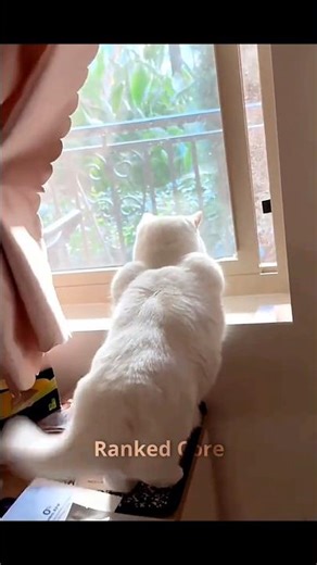 Animal Bodybuilding 😈