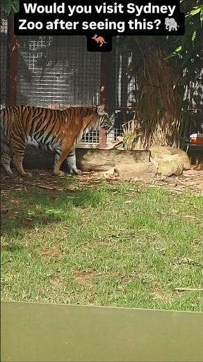 Would You Visit Sydney Zoo After Seeing This? 🦁🐘🦘 | Sydney Travel Guide