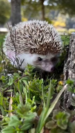 Good morning, happy Friday! Let’s wander into the animal kingdom’s week in review. From playful foxes to busy squirrels, they’ve been living their best lives, reminding us to savor the little things. Grateful for this incredible world we share! 🦊❤️🐿️🔈