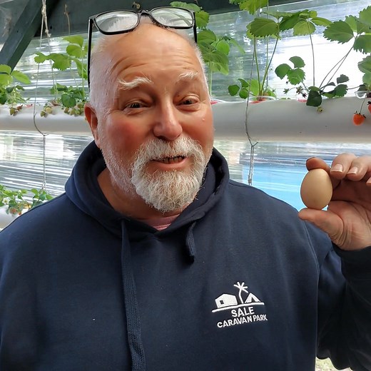 Giday Viewers! I feel like a proud father!! Got our first EGG! What a great reason to come on down to Sale Caravan Park and see our chooks!!🐔🐓🐣 Cheers Steve and Lizzy 🥚🍳 | Sale Caravan Park