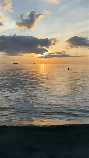 The sea turtle swims away