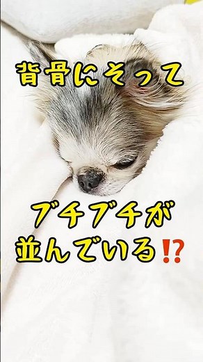 【閲覧注意】得体の知れない湿疹が出てた！？#チワワ #湿疹 #シニア犬 #マラセチア