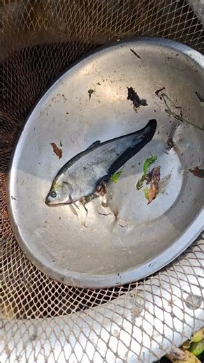 Village people fishing in river #fishing #netfishing