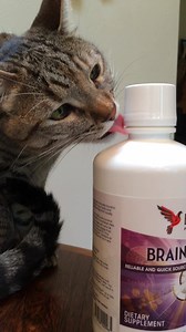 3.8K views · 139 reactions | Even kitties need brain food. How else are they going to take over the world? Learn more about Brain Octane here: bit.ly/BPBrainOctane | Bulletproof | Facebook