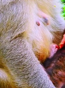 6.8K views · 122 reactions | Very special trending! Videos of newborn monkey babies and cute babies monkey | Monkey Video | Facebook