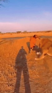 so beautiful funny video... #alamin888 #tiger #funny #facebookpost | AL Amin