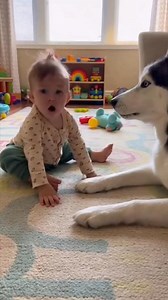 He Started It… The Husky Finished It 🤣🐾 | English Good