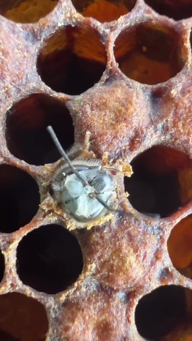 The birth of a new bee